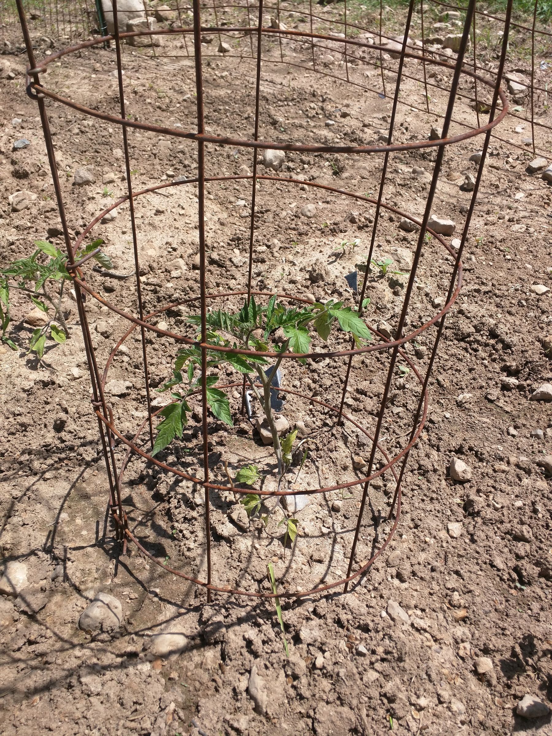 Make Your Own Tomato Cages