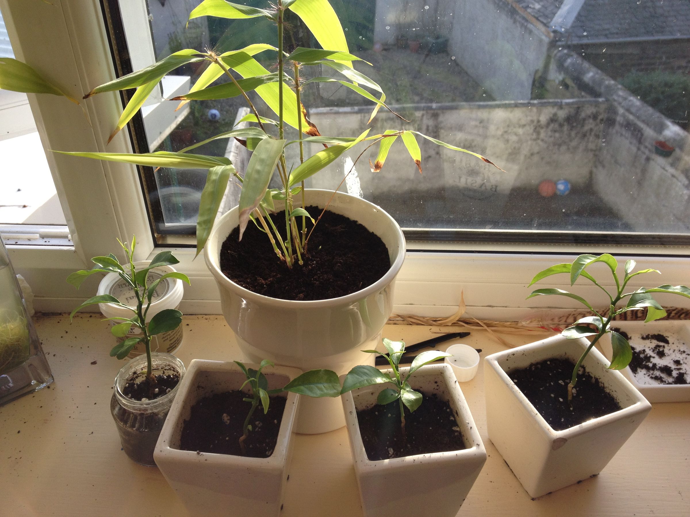 Quick and Cheap Propagator!