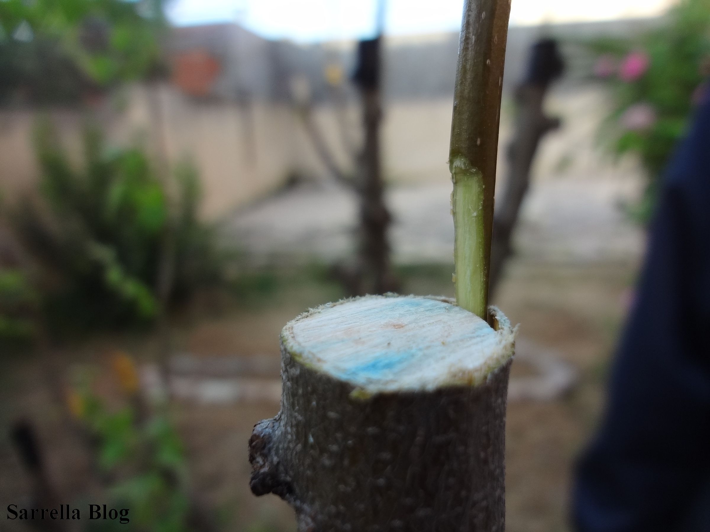 Grafting a Pear Scion to a Quince Tree 14 Steps (with Pictures