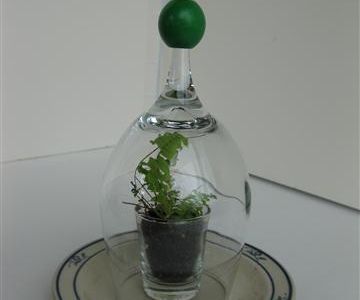 Shot & Wine Glass Terrarium / Seed Starter