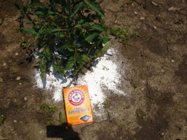 Stock up on baking soda. 12 top plants that bloom bigger with this 1 recipe