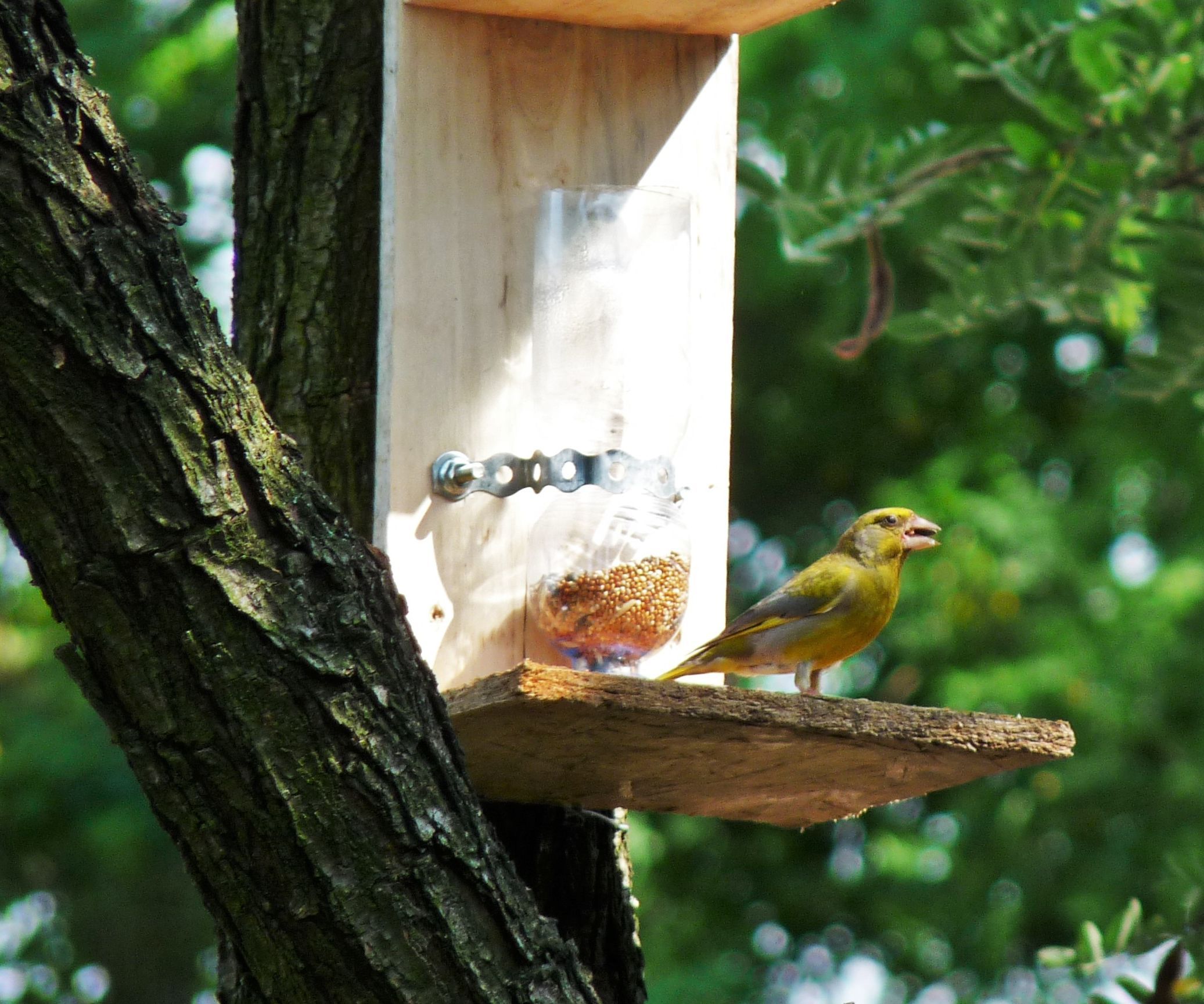 Self-dosing bird feeder