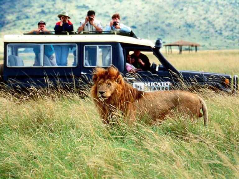 What to Expect From African Safari Tours