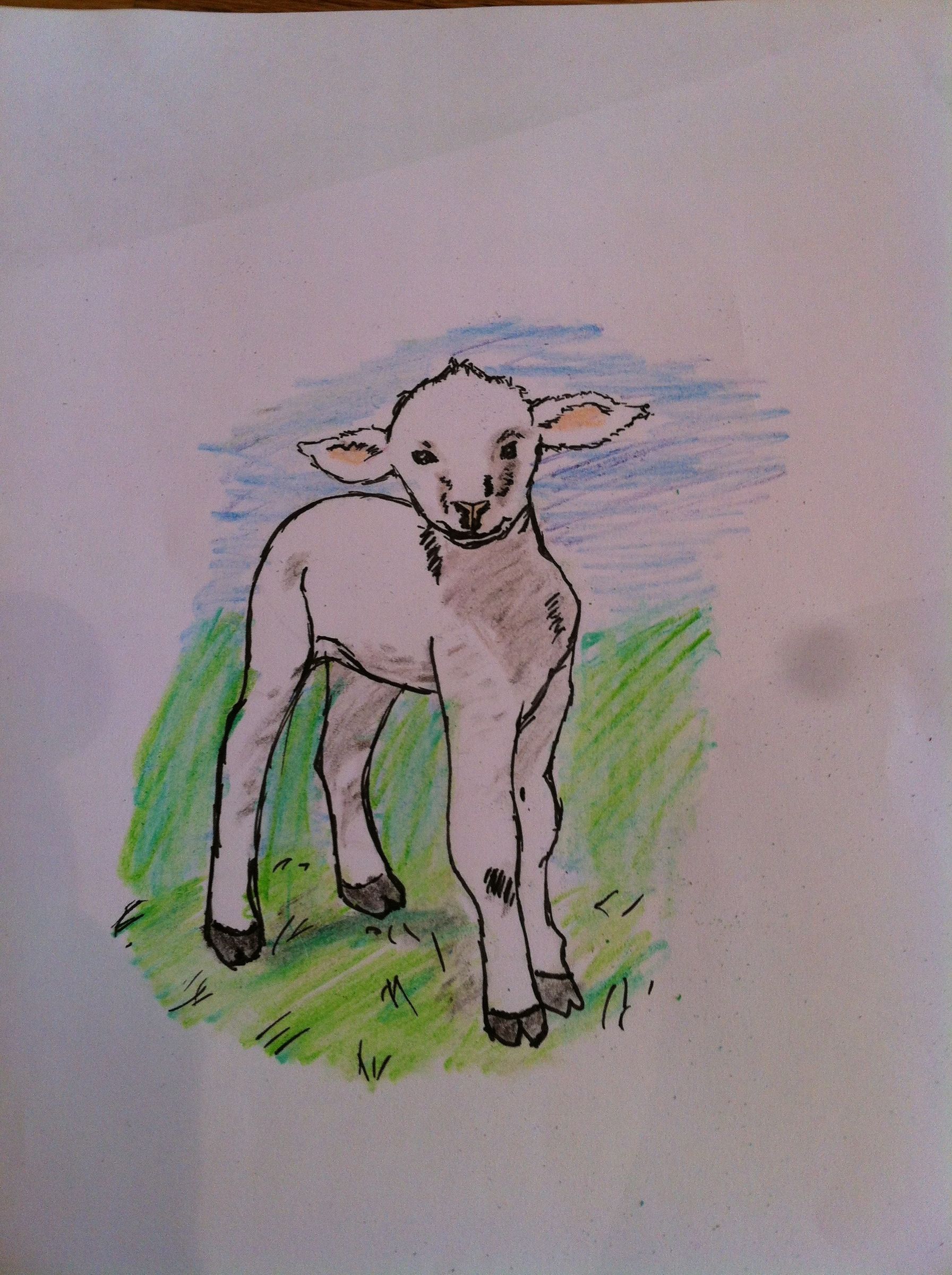 Lamb