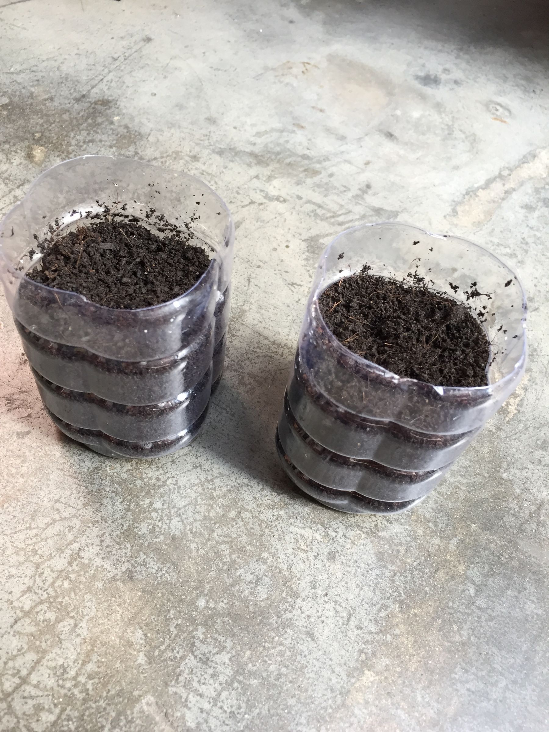 Start Desert Rose From Seeds : 4 Steps (with Pictures) - Instructables