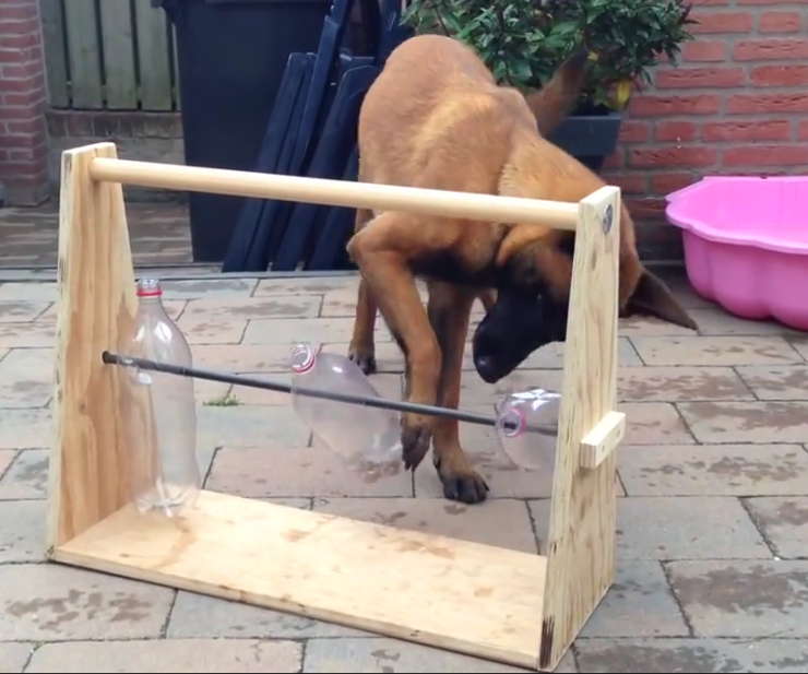 A very good game for dog