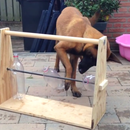 A very good game for dog