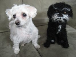 Sake the Knitted Dog