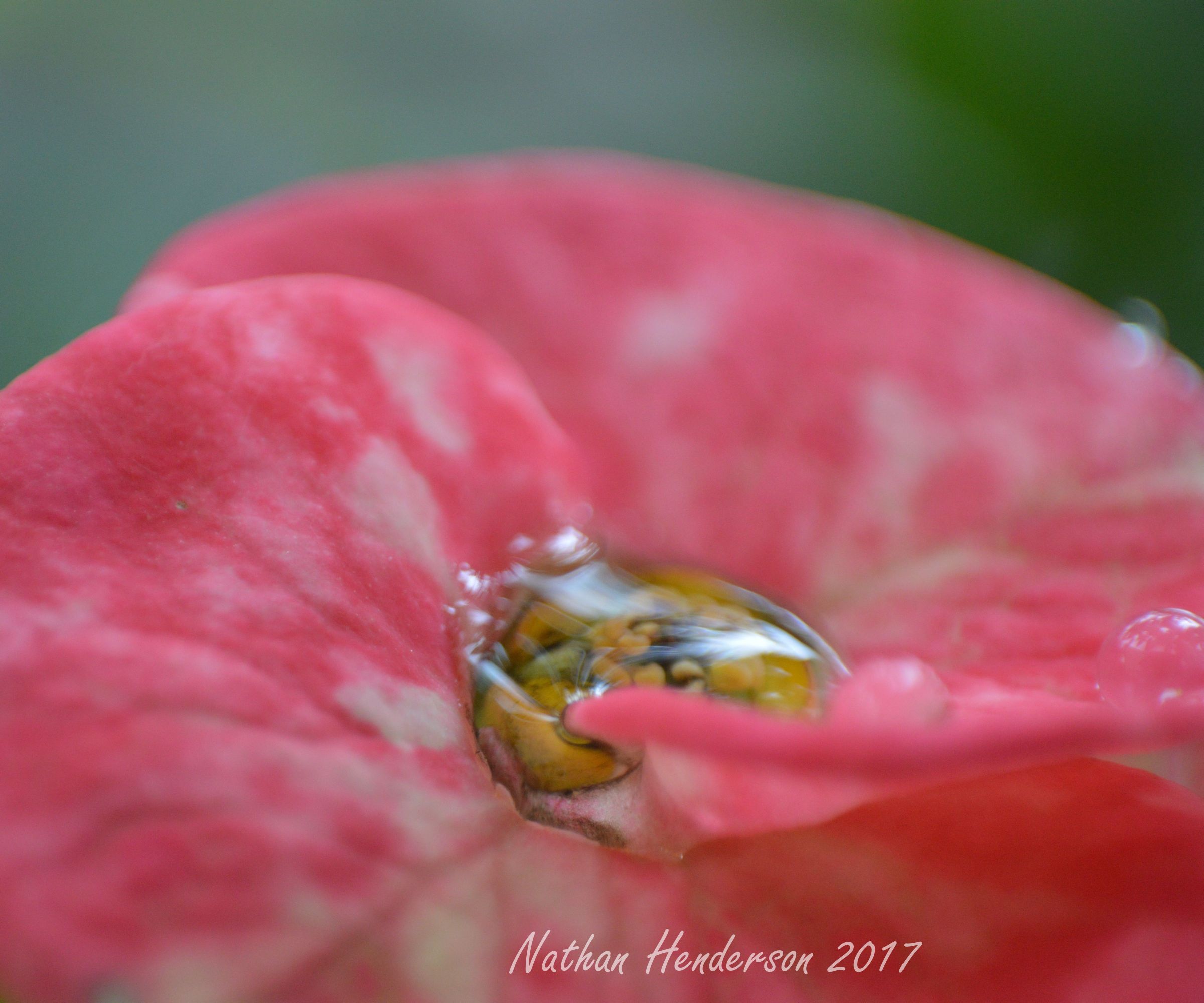 Reversed-Lens & Cellphone Macro Photography….Amazing Macro Pictures on the Cheap! 