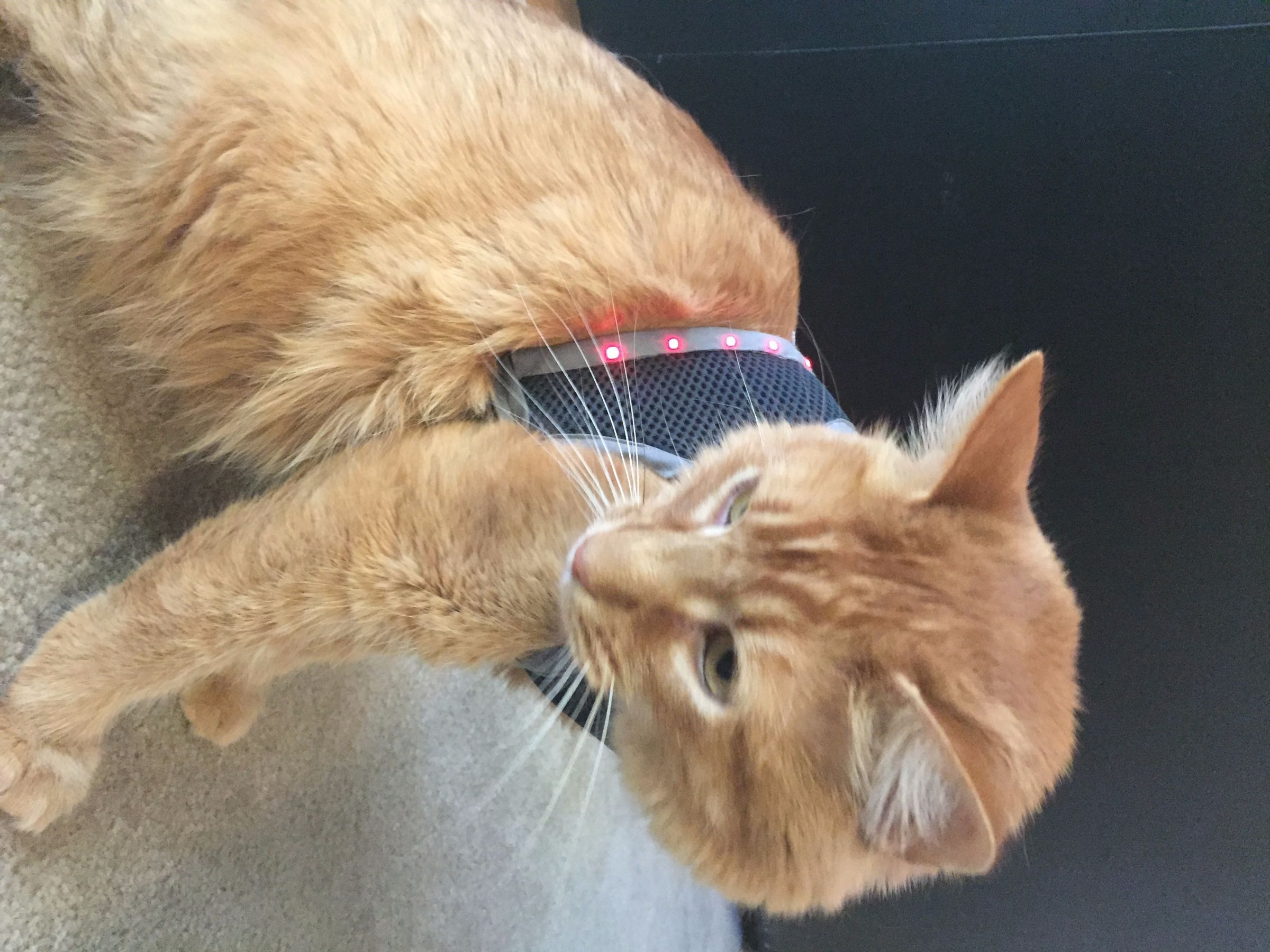 Make an LED Cat Harness : 19 Steps (with Pictures) - Instructables