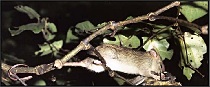 Eliminating Tree Rats : 13 Steps (with Pictures) - Instructables