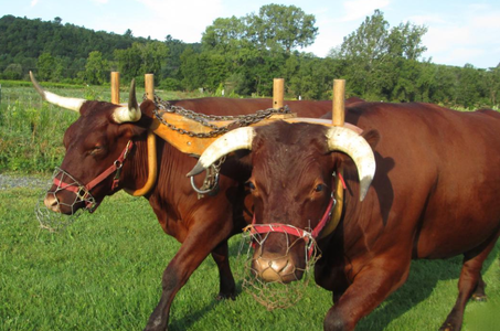 How to Make: a Traditional Wooden Ox Yoke