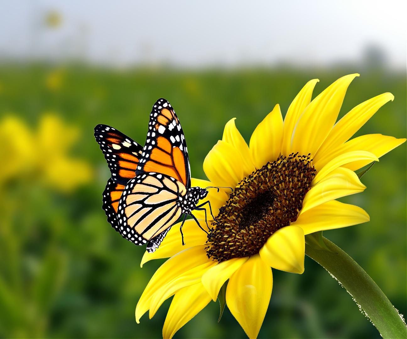 How to Make a Butterfly and Pollinator Garden
