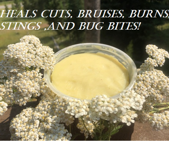  Medicinal Yarrow Salve
