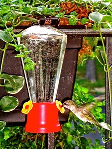 Hummingbird Nectar