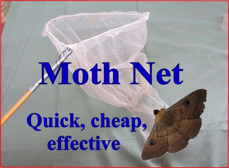 Moth Net – Quick, Cheap and Effective