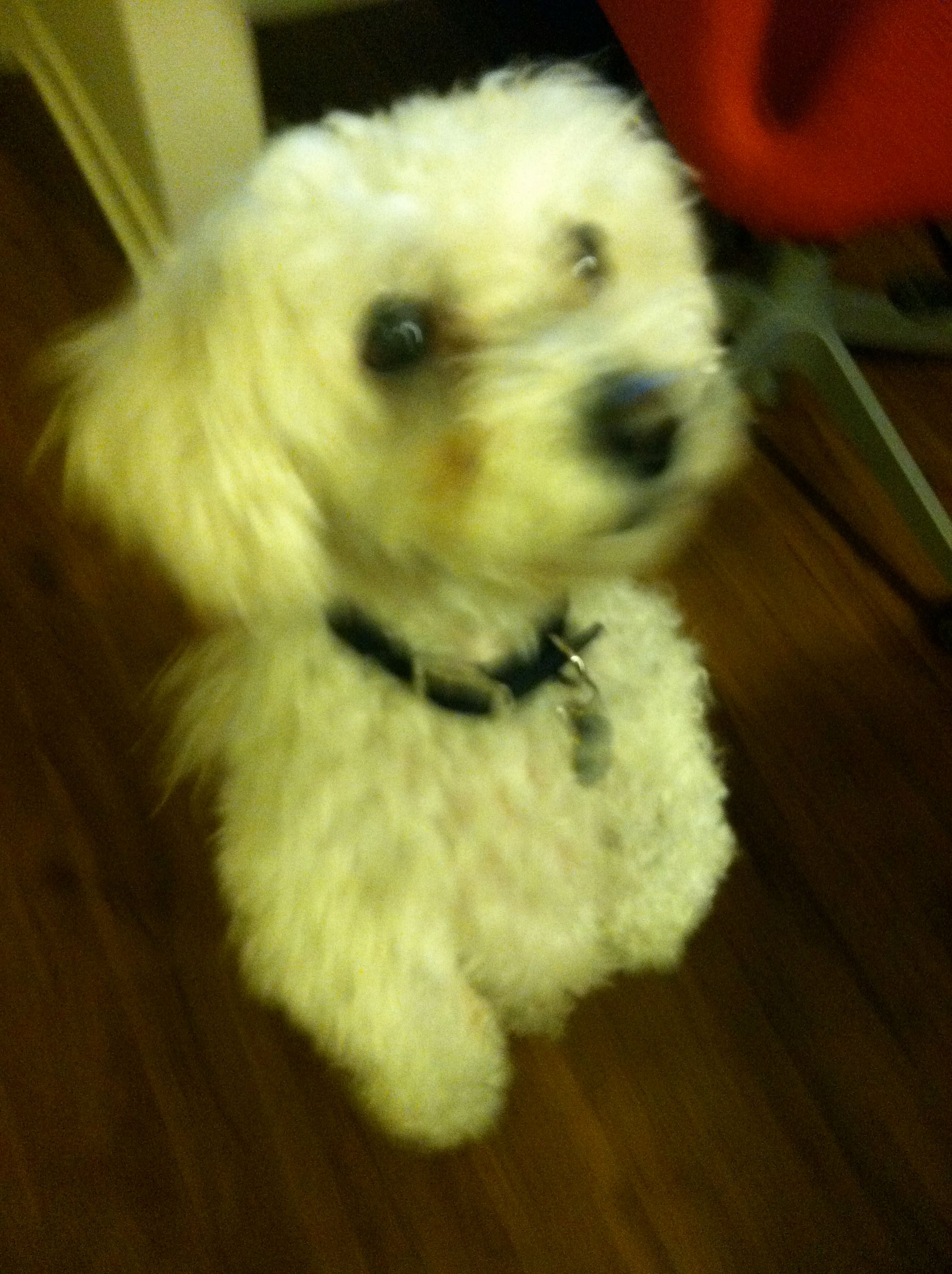 How to Teach Your Dog to Sit, Beg, Close the Door, and Lay Down 5