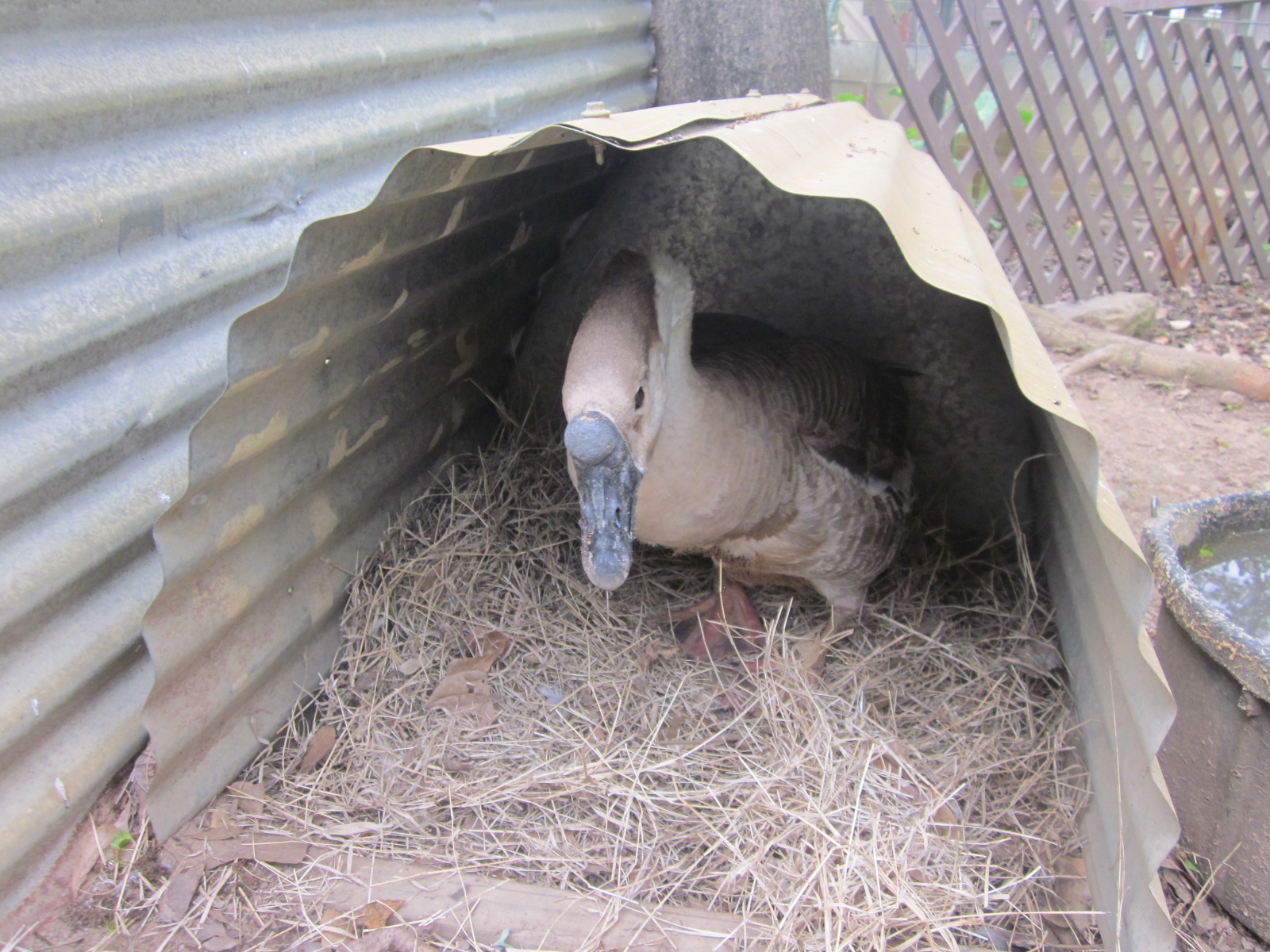 Duplex Goose Nest