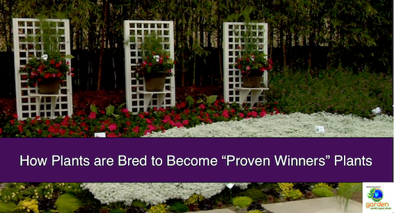 How Plants Are Bred For Longer Blooms, Different Colors, Disease Resistance