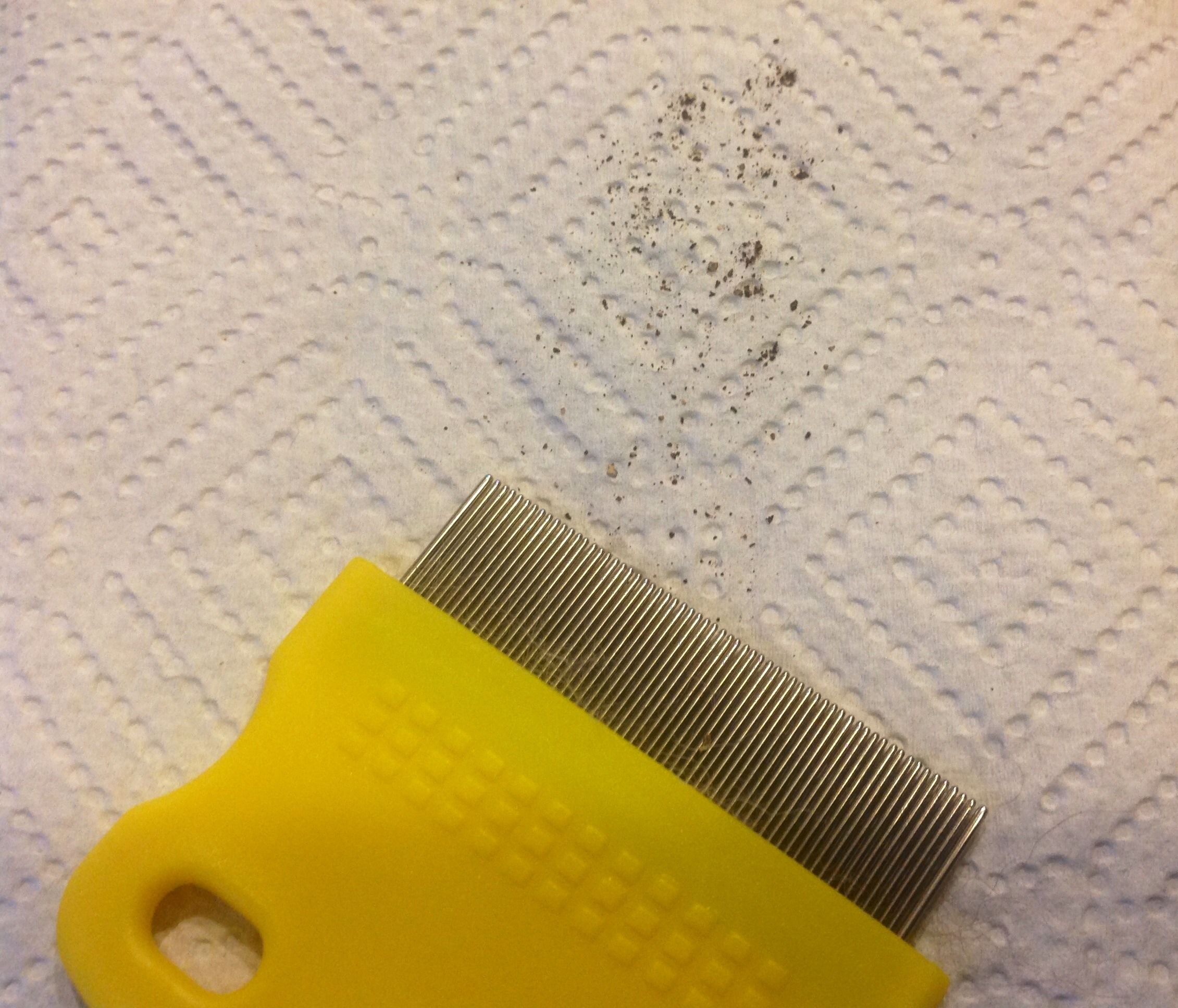 Flea Poop 5 Steps Instructables