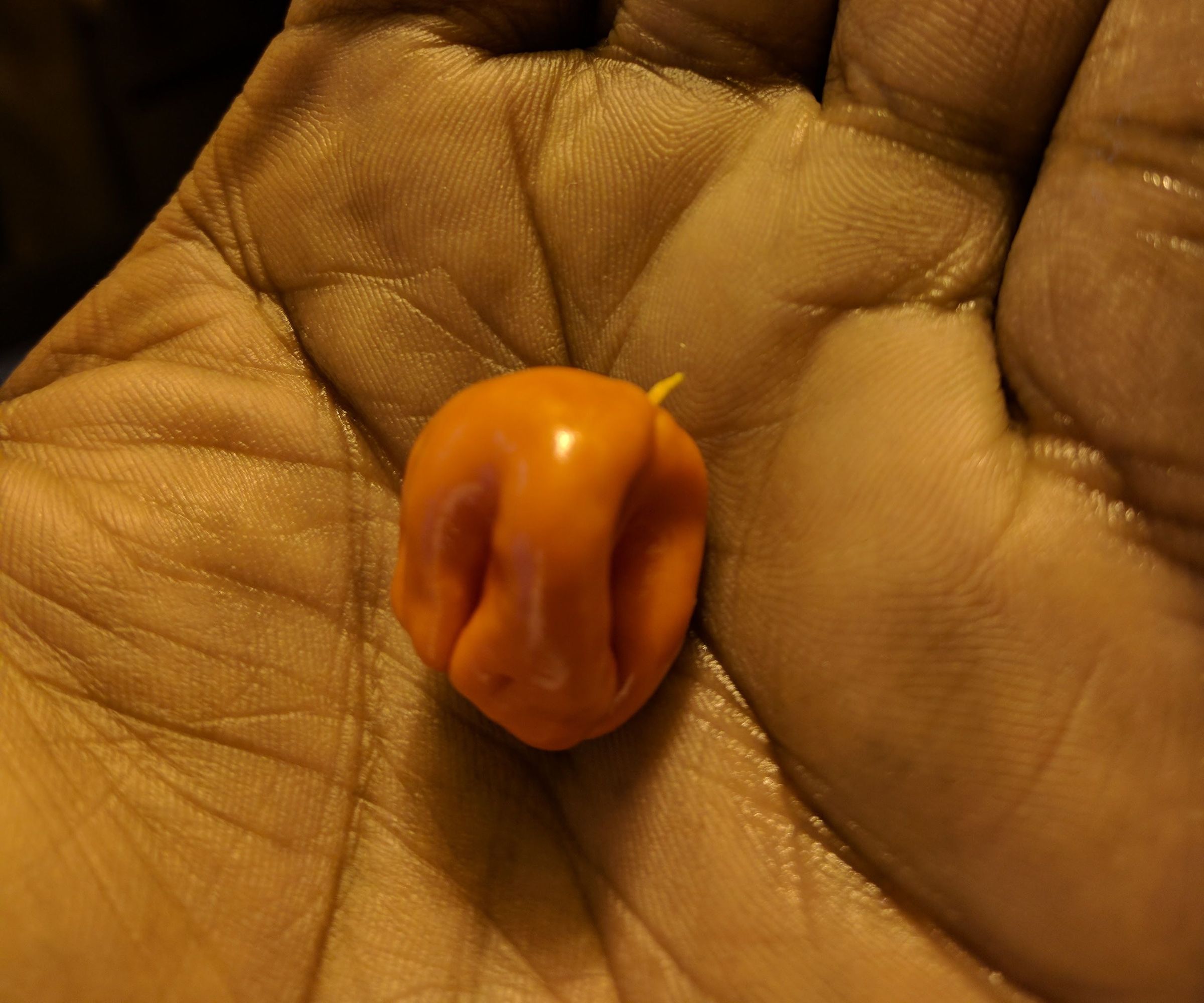Edible Reapers, Scorpions and Ghosts