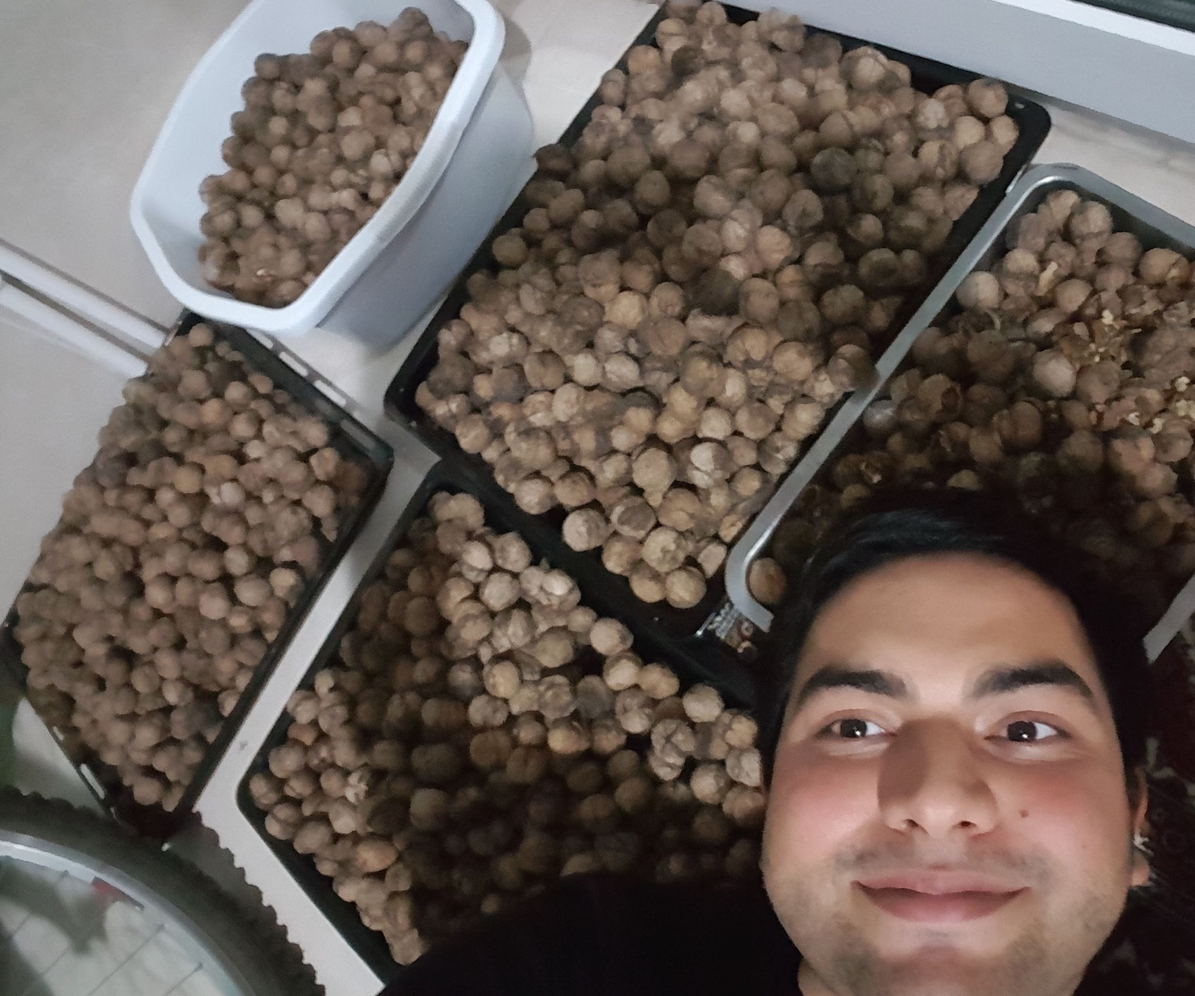 How to Extract Walnut