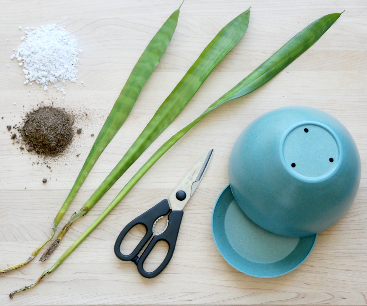 root rot on snake plant