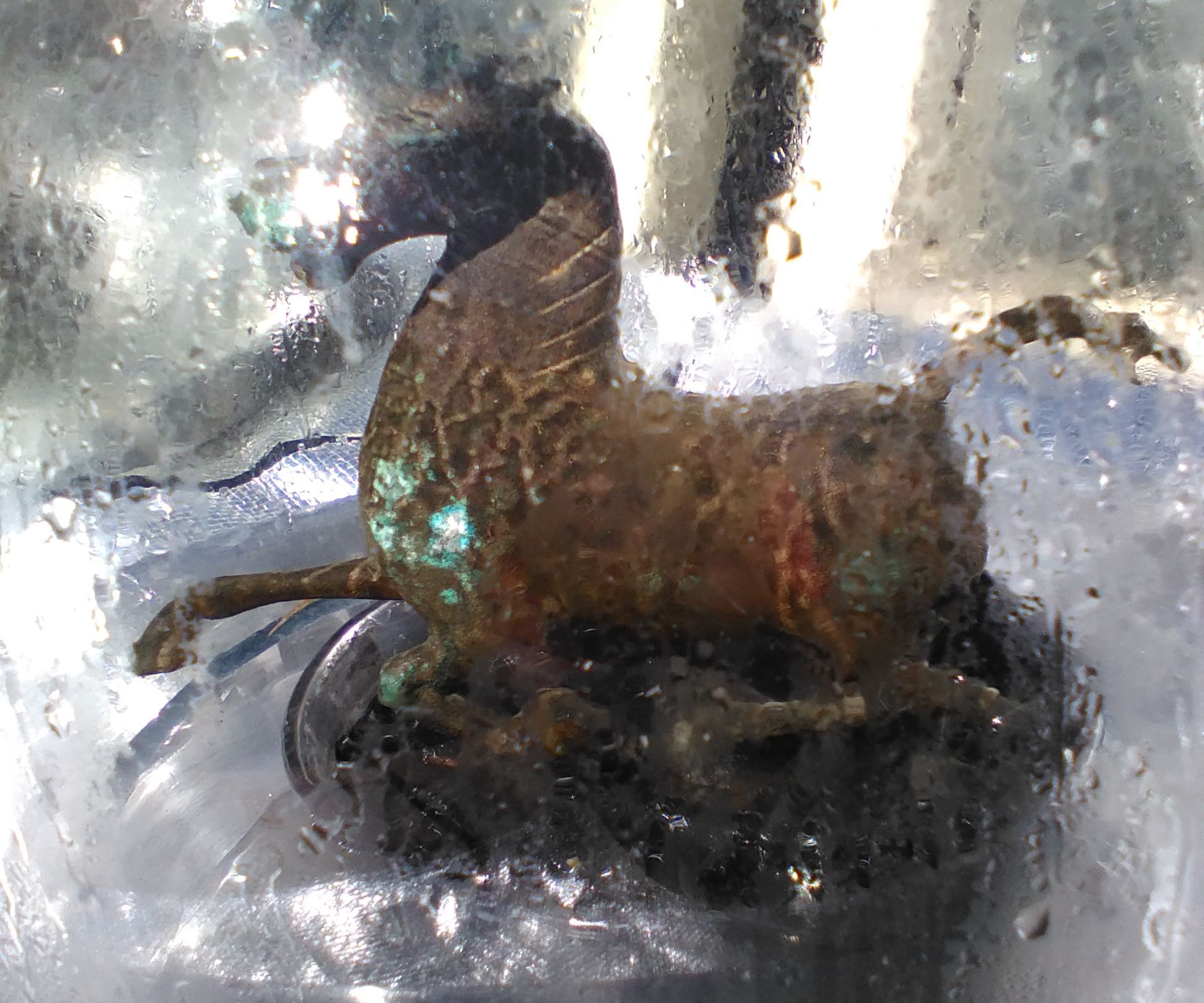 Fishbowl Solar Distiller Outside Water Feature