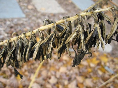 Find Seeds That Are Ready