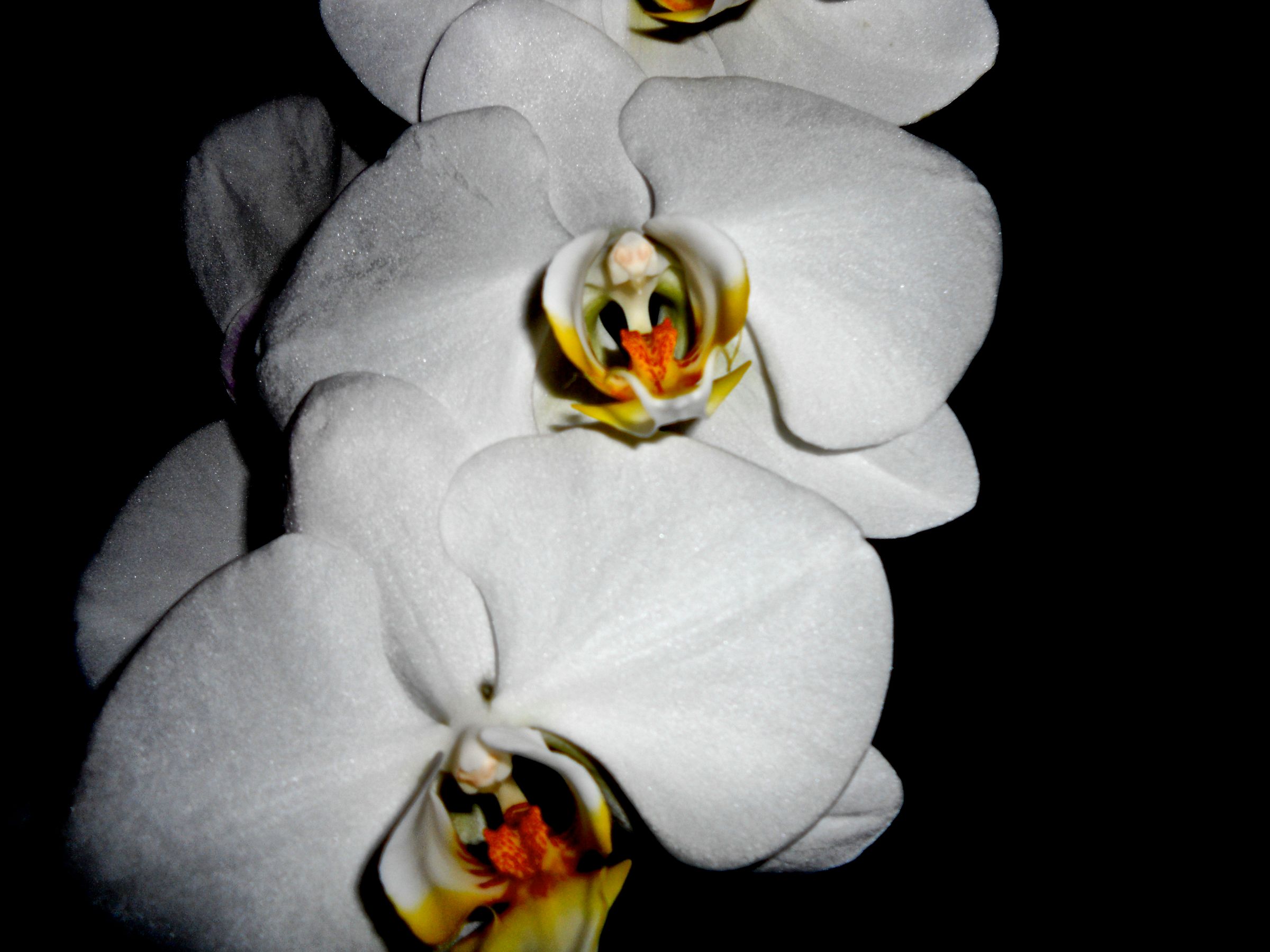 Flowers at night