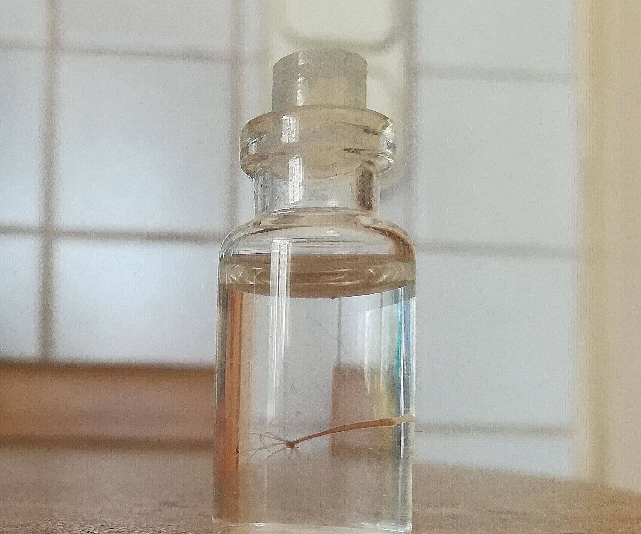 Freshwater Anemone Micro Aquarium