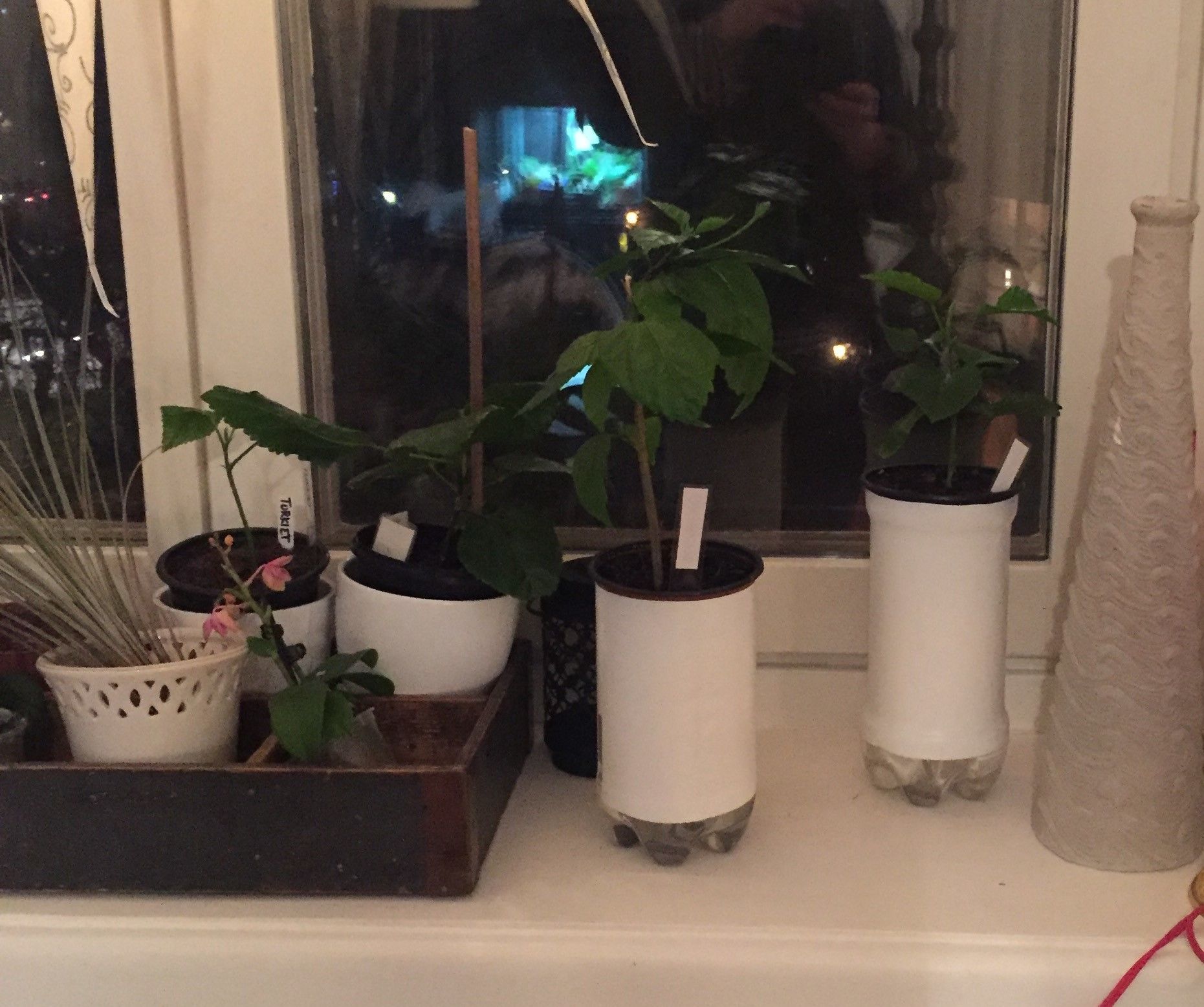 Stylish Self Watering Pot
