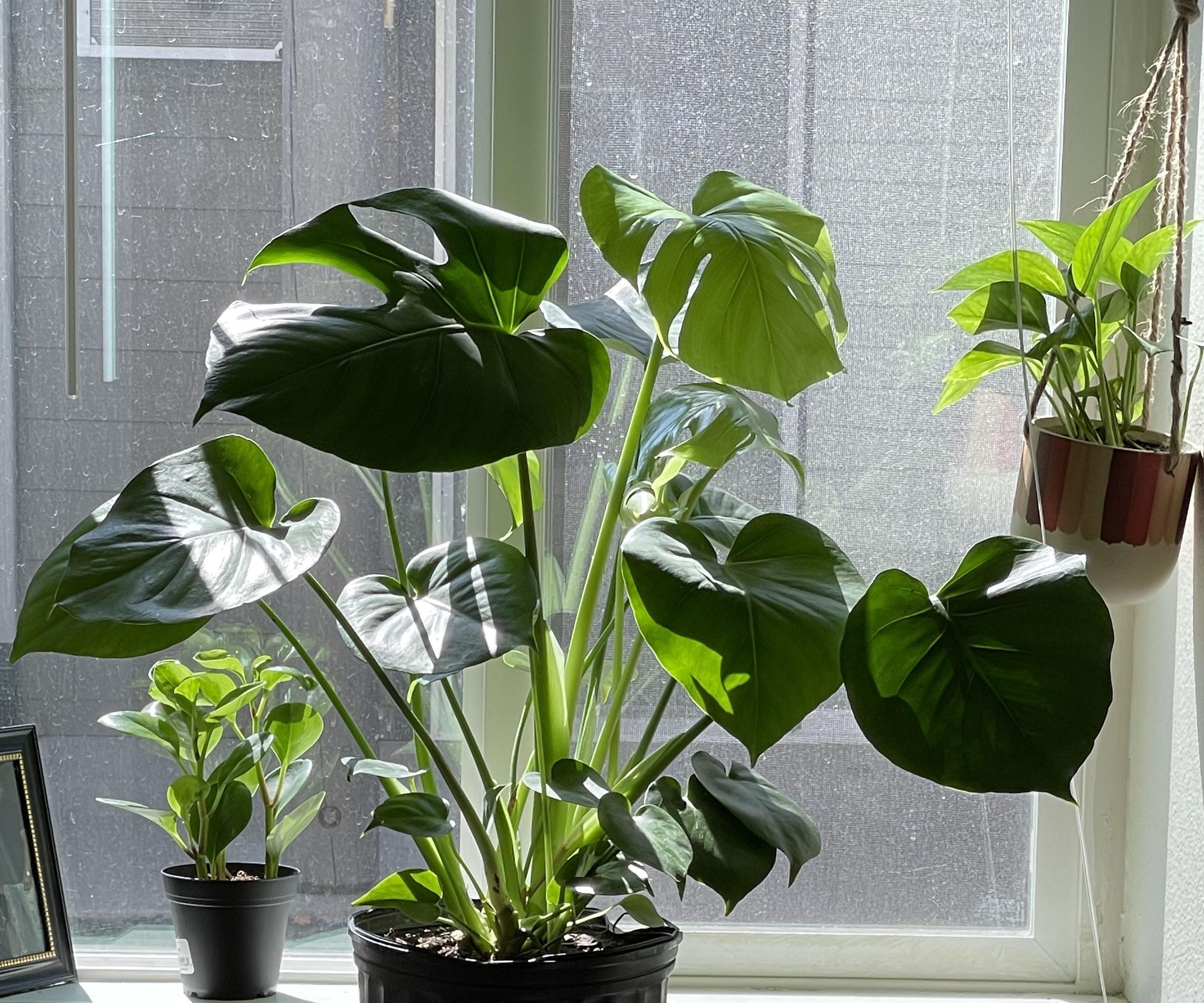 At Home Plants