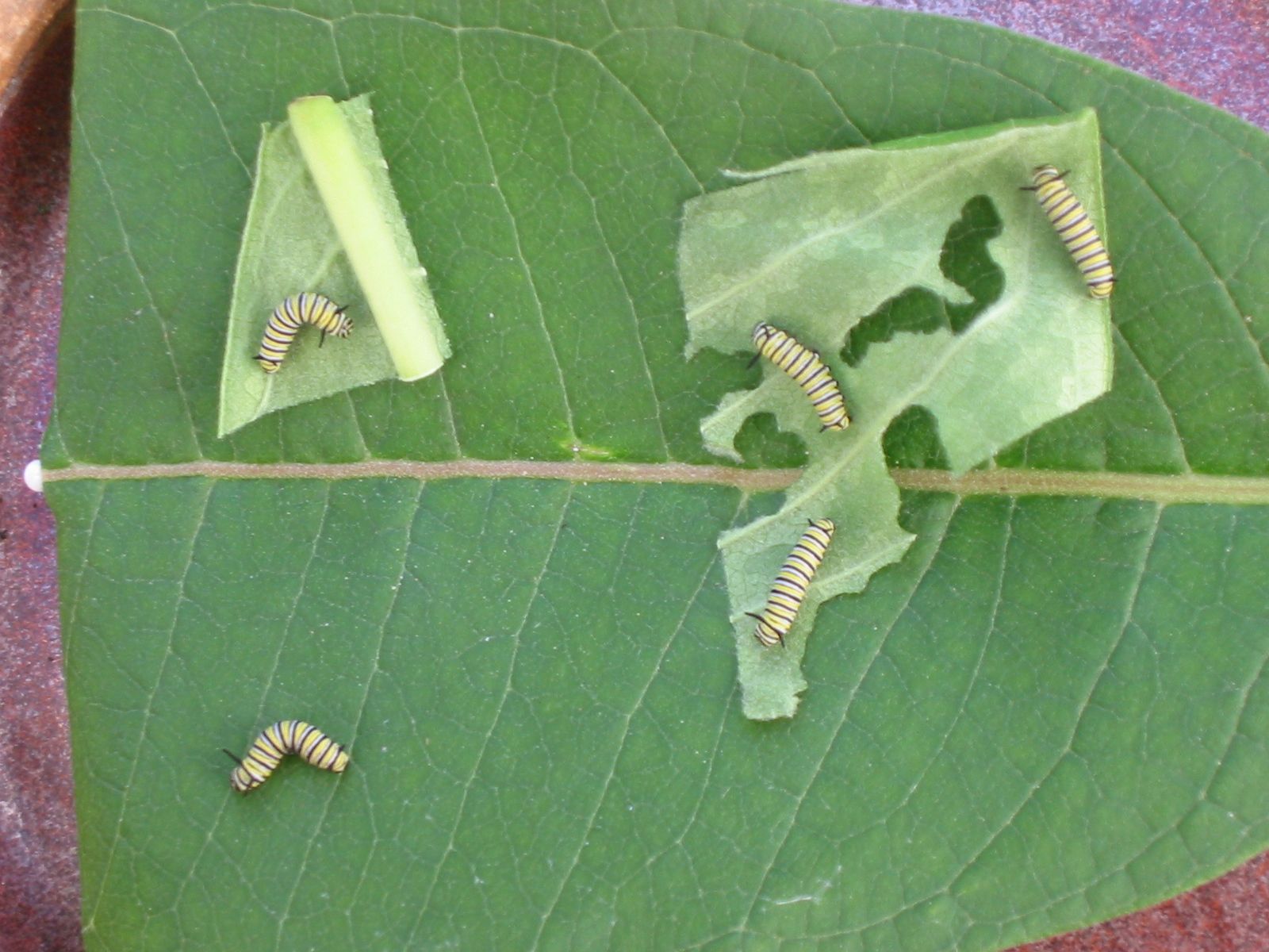 Monarch Butterflies -- Egg to Butterfly : 12 Steps (with Pictures) -  Instructables, image size:1024x768