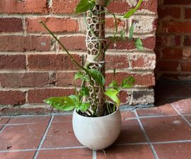 gardenia potted plant Gardenia, 6"  Chalet