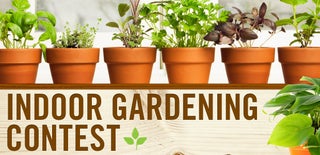 Indoor Gardening Contest