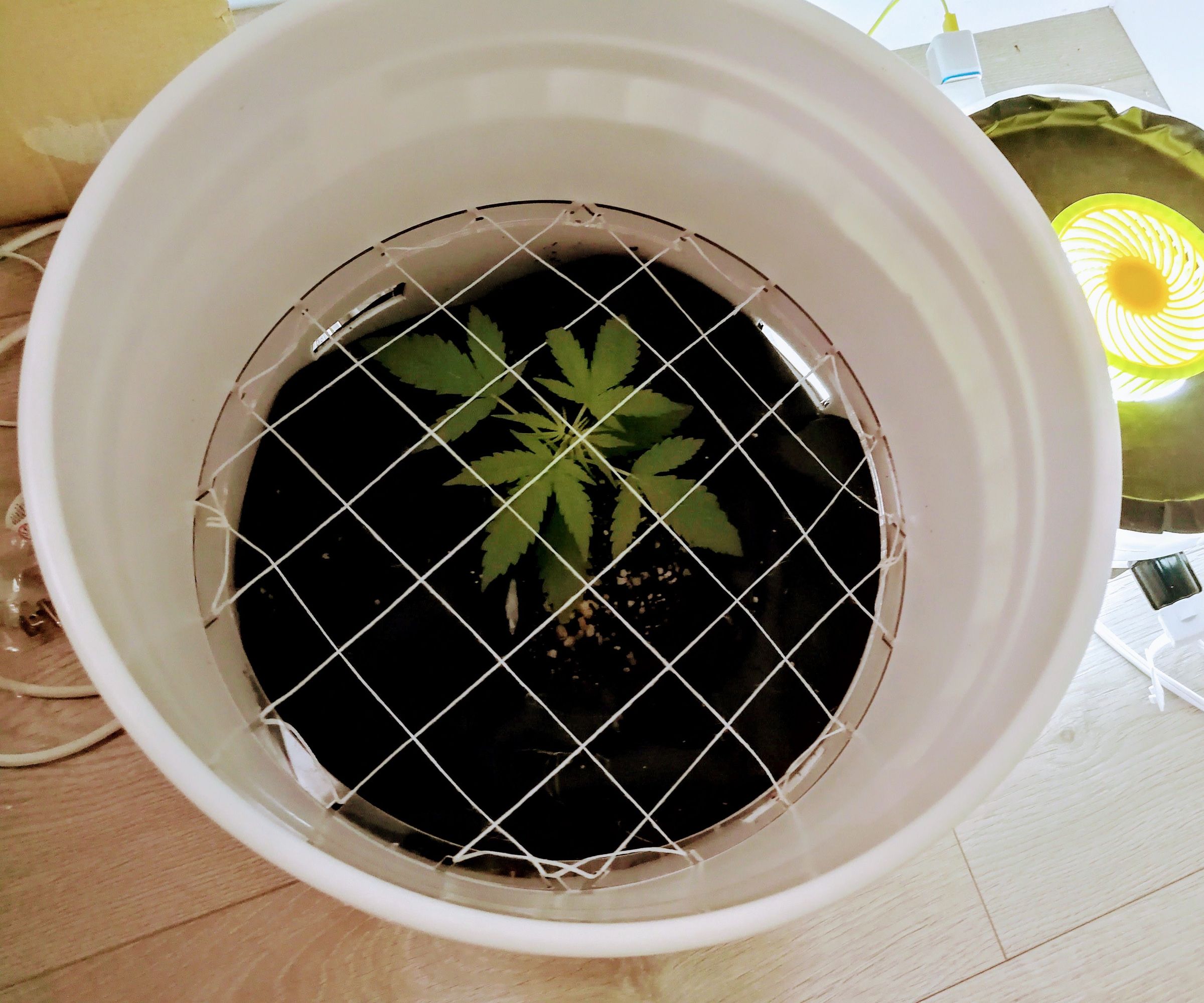 Low Stress Training SCROG Laser Cut Acrylic Grid for Grow Buckets