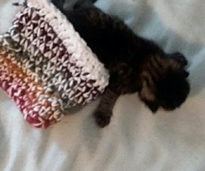 Kitten Cozies (Hamsters, Mice, Guinea Pigs, Ferrets Too!)