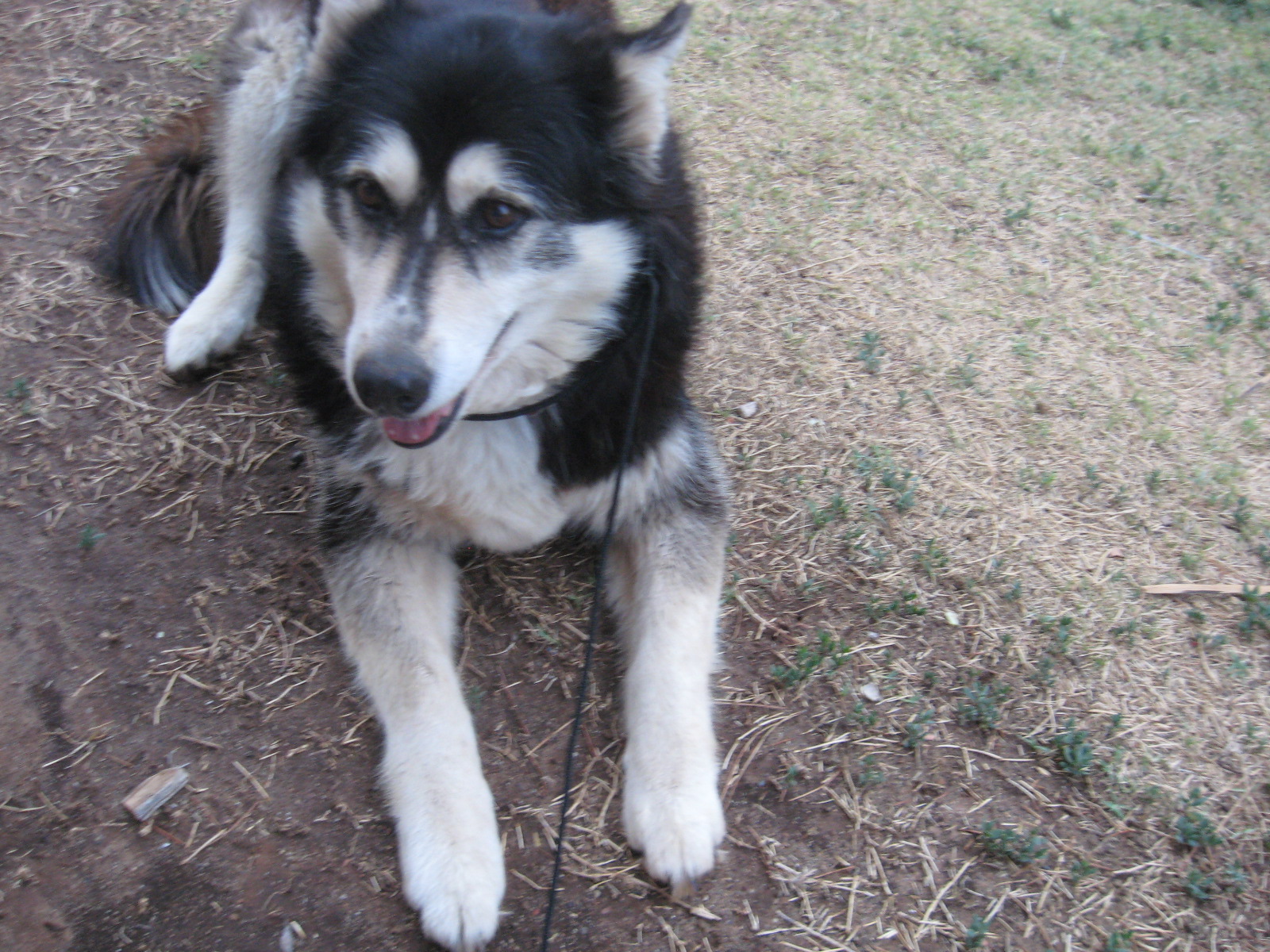 Chokeless/Adjustable Paracord Dog Leash