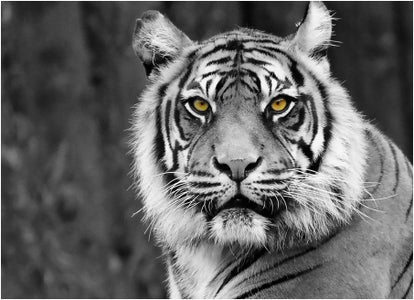 How to Selectively Color in Gimp