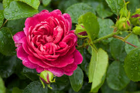 Protect Your Roses After Pruning by Sealing Off Cut Area