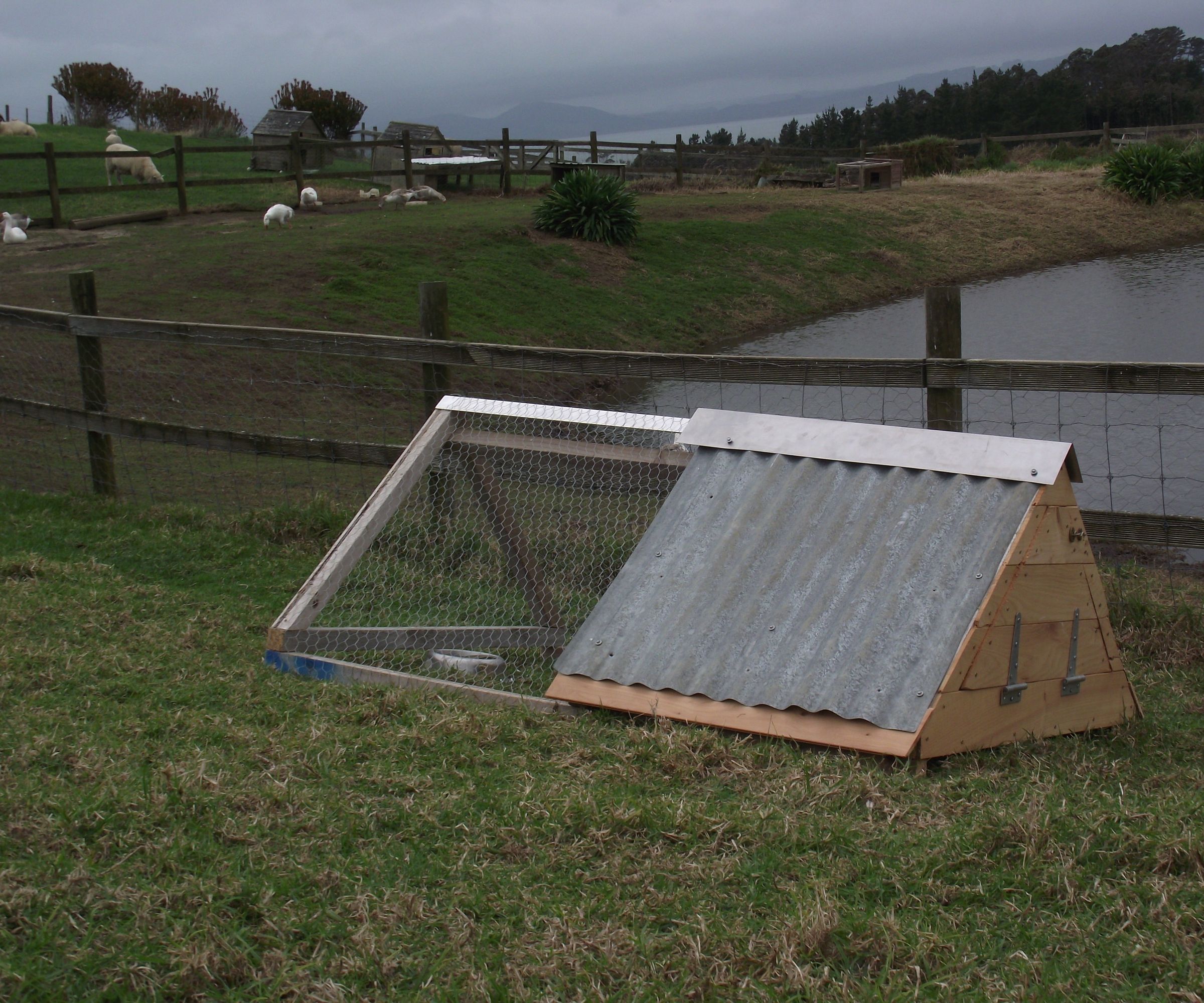 Chicken Accommodation Available for a Handsome, Single Young Man!