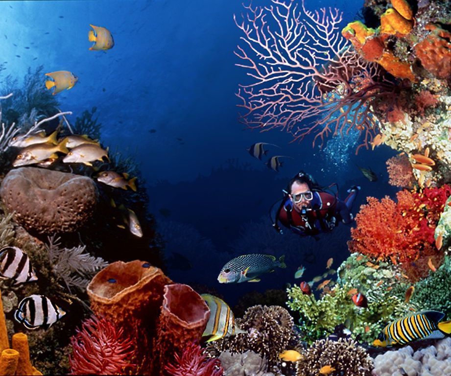 How to Plan a Memorable Diving Experience in Si Kao