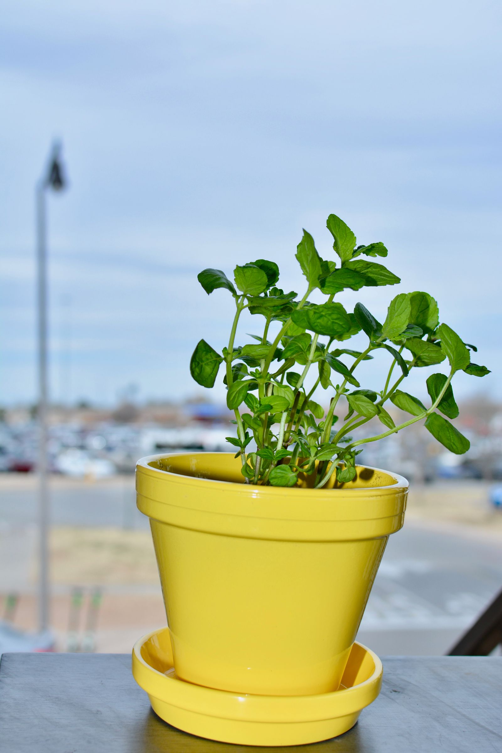 How to Transplant a Mint Plant to a Potter : 13 Steps (with Pictures) -  Instructables