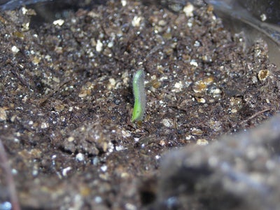 Germination