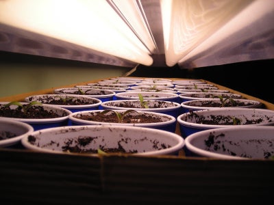 Potting Up
