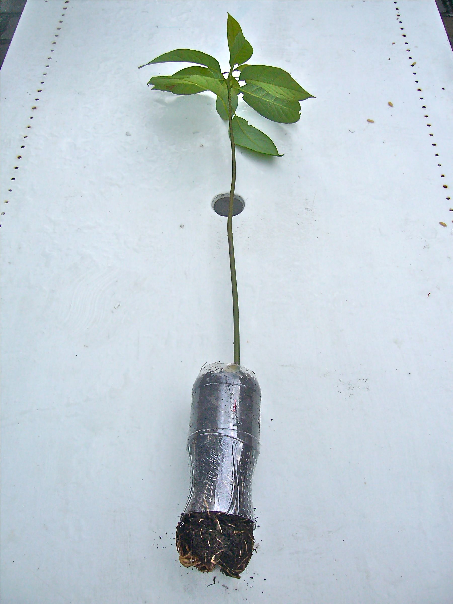 Grow and Plant Saplings in Plastic Bottles