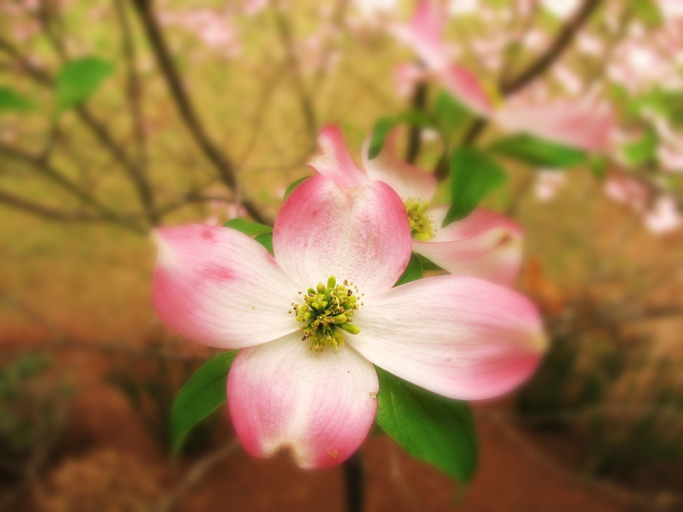 Pink Dogwood