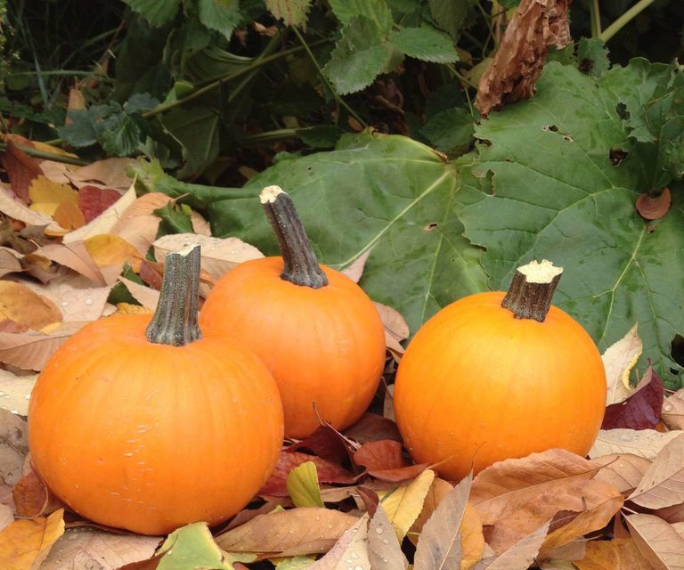 Fresh Pumpkin Pie Puree- and Seeds Too!