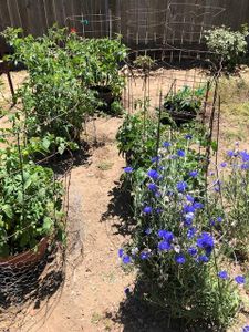 After-Planting Update